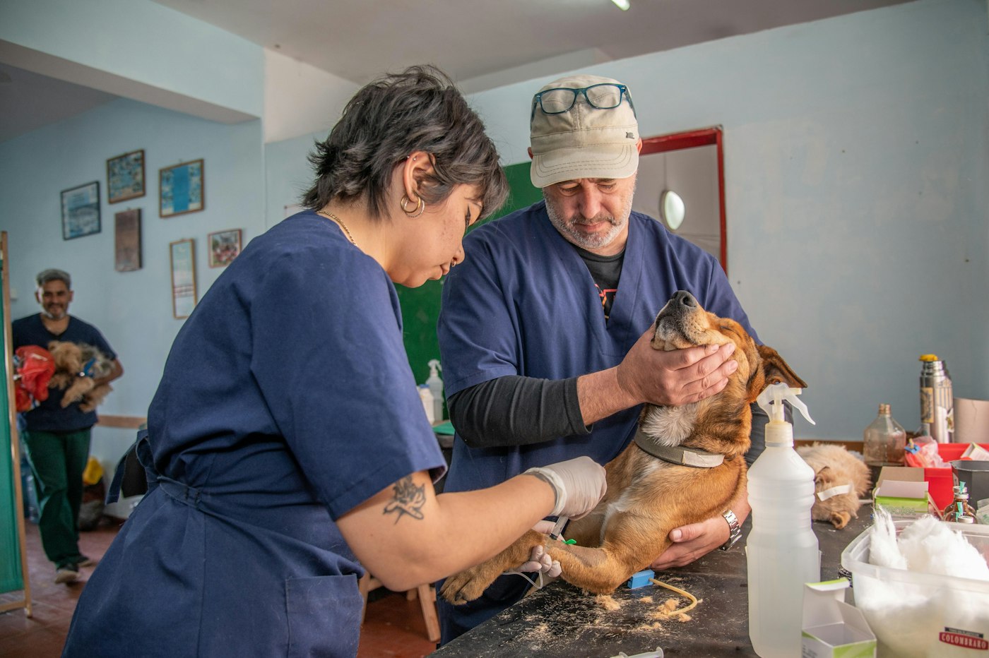Chien ou chat : le coût sur toute sa vie et quand l’assurance est rentable
