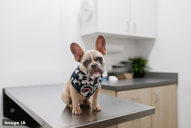 Chien ou chat, assurance santé, ce que les vétérinaires conseillent vraiment avant de signer un contrat