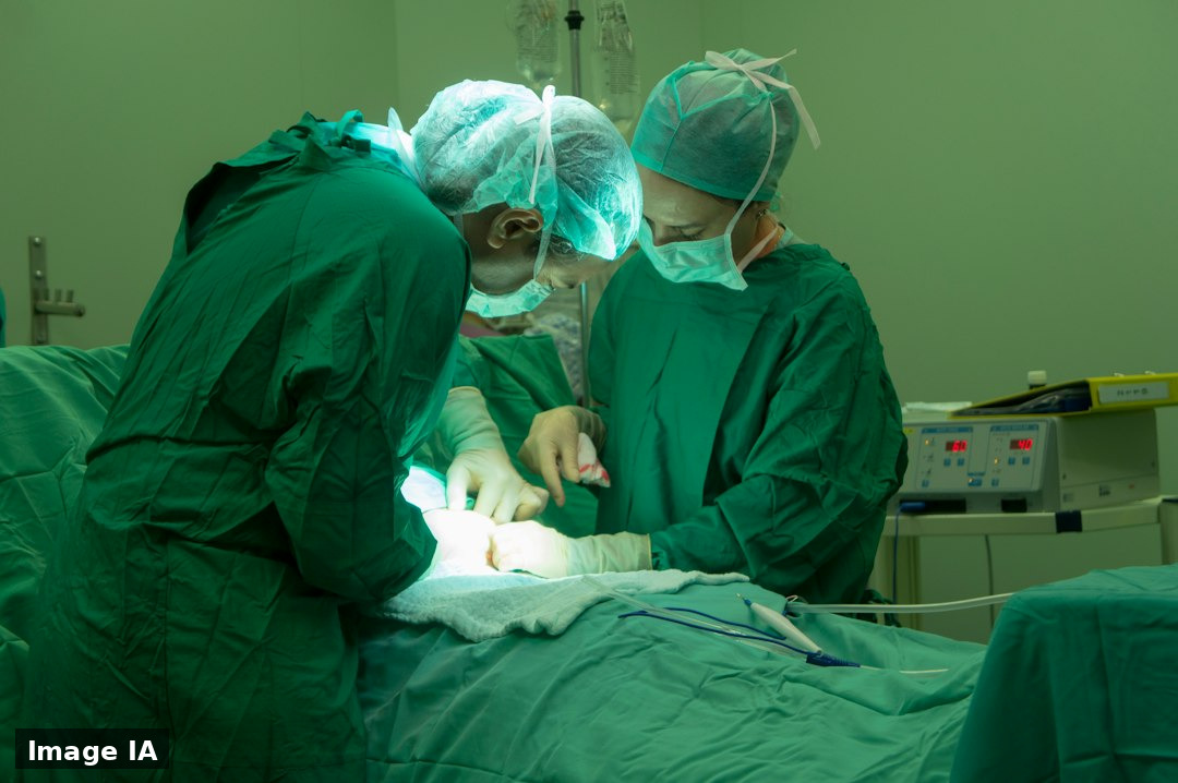 L'Ordre des médecins vétérinaires fixe une ligne: pas de soins pour les "thérians"